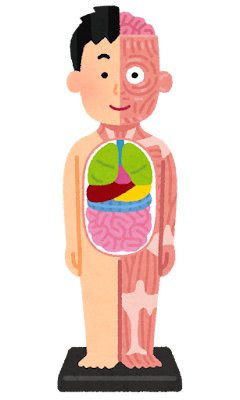 body_kagaku_jintai_mokei.png